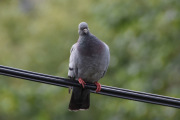 8 september 2019 - Det gjør ingen ting at vi sitter på verandaen og følger med