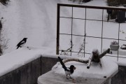 9 november 2019 - Snøen har kommet og vi koser oss