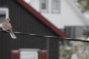 9 november 2019 - Tyrkerdua og Spurven følger også med i dag