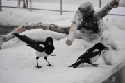 26 desember 2018 - Bare vi ikke skremmer kort stjerten, det må ikke skje