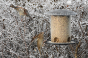 29 desember 2018 - Spurvene har jo stikkehekken så de er aldri langt unna