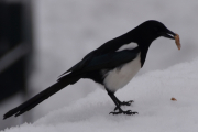 29 desember 2018 - Men ikke alle gidder å fyke av sted, vi spiser maten her vi