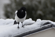 29 desember 2018 - Er det mat igjen på bordet?