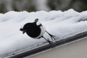 29 desember 2018 - Da stikker vi av sted