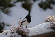 30 desember 2018 -  Du føler deg ikke helt overbevist ser jeg