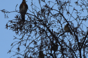 30 desember 2018 -  Dette er en morgenstund meg gull i bunn