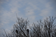 30 desember 2018 -  Selv et fly som går over hodene deres distraherer ikke i det hele tatt