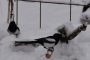 8 desember 2018 - Det har kommet en del snø så vi har ryddet bort litt på bordet