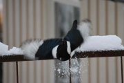 8 desember 2018 - Det går så snøspruten fyker