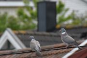 1 juni 2019 - Ringdua som aldri gir seg