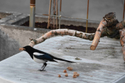1 mai 2019 - Ingen ting er som en real frokost på 1 mai