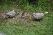 11 mai 2019 - Sa jeg bare to Tyrkerduer?