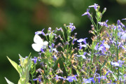 13 juli 2019 - Det ser ut som det skal bli en fin dag, en sommerfugl viser seg frem