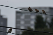 14 juli 2019 - Det er jo først og fremst spurvene som nå gjør seg klare til meisbolle måltidet