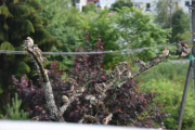 14 juli 2019 - Det er jo ikke plass igjen på grenene