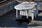 18 april 2019 - Og når katten dukker opp så nærme frokosten gir vi oss like gjerne med dette i dag