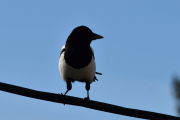 19 april 2019 - En fantastisk dag og den er ikke over enda