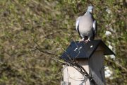 22 april 2019 - Den ser etter noe borte hos naboen