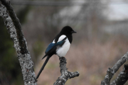 22 april 2019 - Tidlig på morgenen og vi forbereder oss på frokost