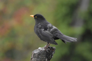 28 april 2019 - Denne gangen var Svarttrosten først ute