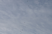 30 mars 2019 - Lar meg ikke distrahere at 8 fugler flyr forbi