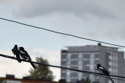 4 juli 2019 - Det er nok den til venstre som er ungen