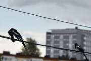 4 juli 2019 - Følger også med på hvor pappa er enn
