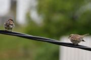 4 juli 2019 - Spurvene er også aktive på morgenen