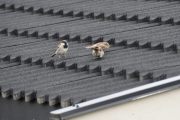 4 juli 2019 - Noen tigger, noen mater og noen passer på