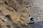 6 april 2019 -  Og litt senere ser vi en katte som har forhåninger til å oppdage noe i gresset og med det avslutter vi lørdagen