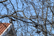 Søndag 7 april 2019 - Ringduene holder på med sitt oppe i treet der