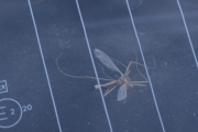 Hvordan kommer en slik her inn i en frontlykt? Vi hadde en bil til som hadde sammen insektet men det lot seg ikke avbilde