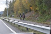 Så kommer vi til to hester, den til høyre er en … nei nå bare tuller jeg - hester er hester