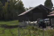 Men nå skal jeg ned å møte gutta, så disse oksene eller kuene blir det siste vi ser her fra Moen. Traktoren er en Valtra og er neppe en veteran