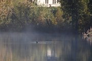 Speider du utover vannet så kan du oppdage fugler, dette er en Kvinand hunn