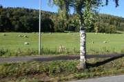 Sauene inntar vegen og frustrerer bilistene, kan du lese i avisen på Brandbu. Jeg har ikke møtt på noen sauer