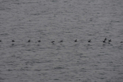 En formasjon med 12 fugler kommer innover og den i midten har en hvit hals