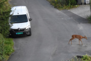 Morten - Her har vi en Renault Kangoo og et rådyr