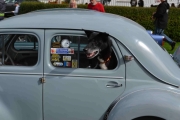 Renault Dauphine og en sort hund