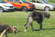 Renault og Walisisk Terrier og Irsk ulvehund