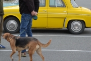 Renault og hvilken hund?
