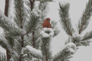Knut ‎20. ‎februar ‎2016 Grankorsnebb