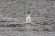 Knut 1 juli 2016 - Silanda trår til igjen. Kanskje den rareste fuglen jeg har sett....