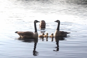 Knut 12 juni 2016 - Kanadagås ( Branta Canadensis) på Øyongen2