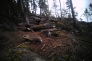 Knut 8 ‎april ‎2016 - ‏Grevling i Maridalen