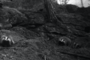 Knut 8 ‎april ‎2016 - ‏Grevling i Maridalen