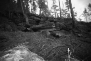 Knut 8 ‎april ‎2016 - ‏Grevling i Maridalen