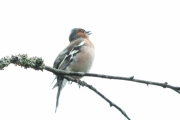 Knut 15 juni 2016 - Bokfinken (Fringilla Coelebs) fra Sander gård. Hannfugl