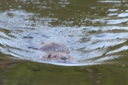 Knut 16 mai 2016 - Bever eller rettere sakt Fiber Castoren