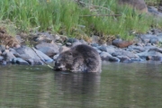 Knut 16 mai 2016 - Bever eller rettere sakt Fiber Castoren